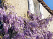 Maison des Saules - Clos des Resnières